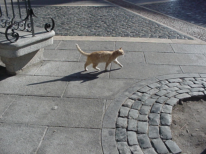 El Gatito In Segovia.jpg